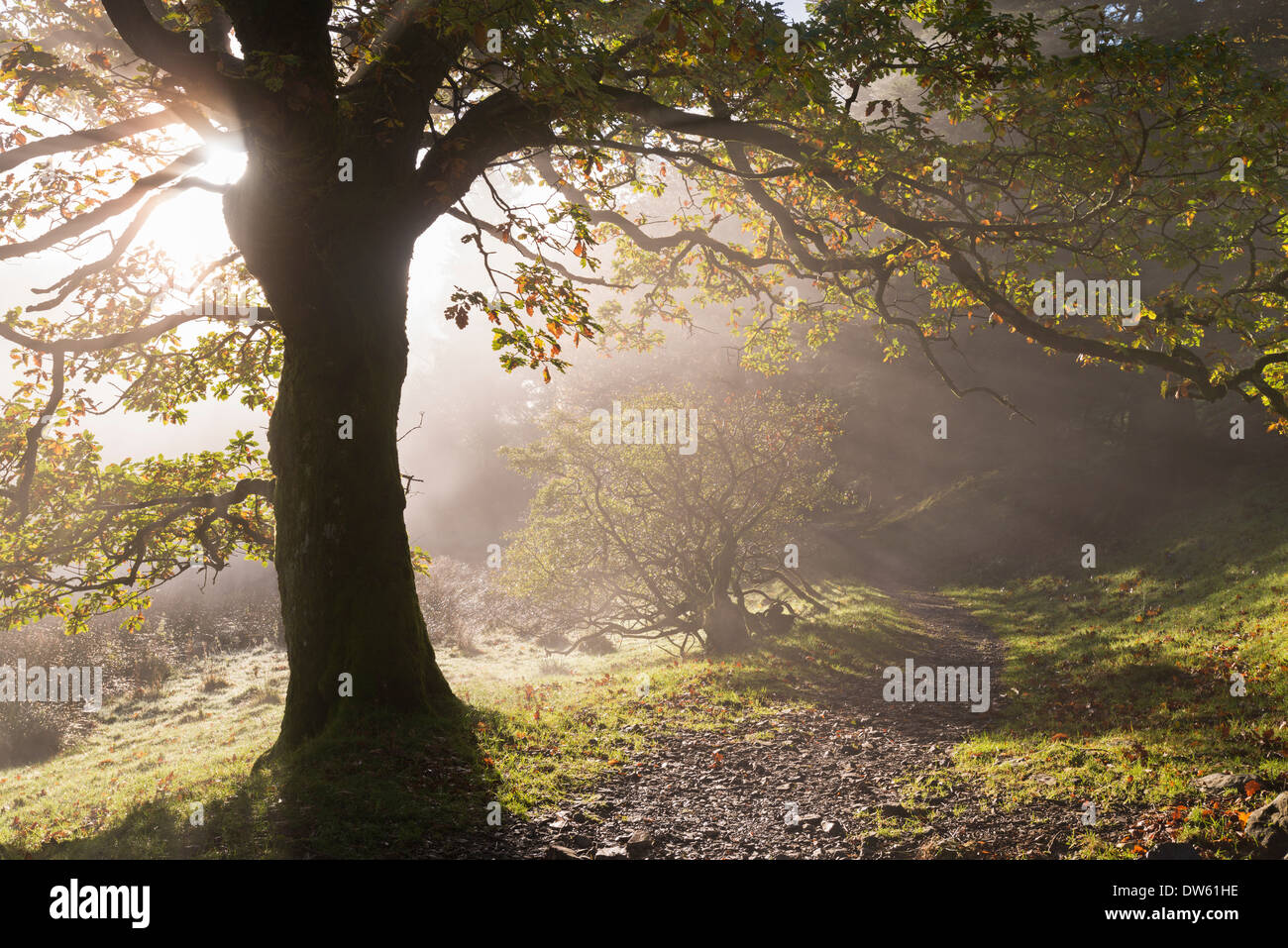 Avvolgimento Lake District sentiero attraverso Holme legno, Loweswater, Cumbria, Inghilterra. In autunno (Novembre) 2013. Foto Stock