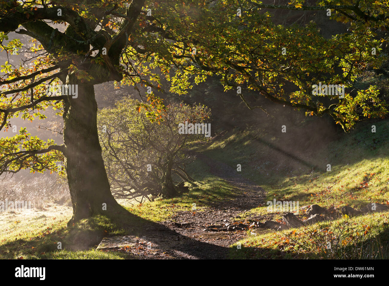 Avvolgimento Lake District sentiero attraverso Holme legno, Loweswater, Cumbria, Inghilterra. In autunno (Novembre) 2013. Foto Stock