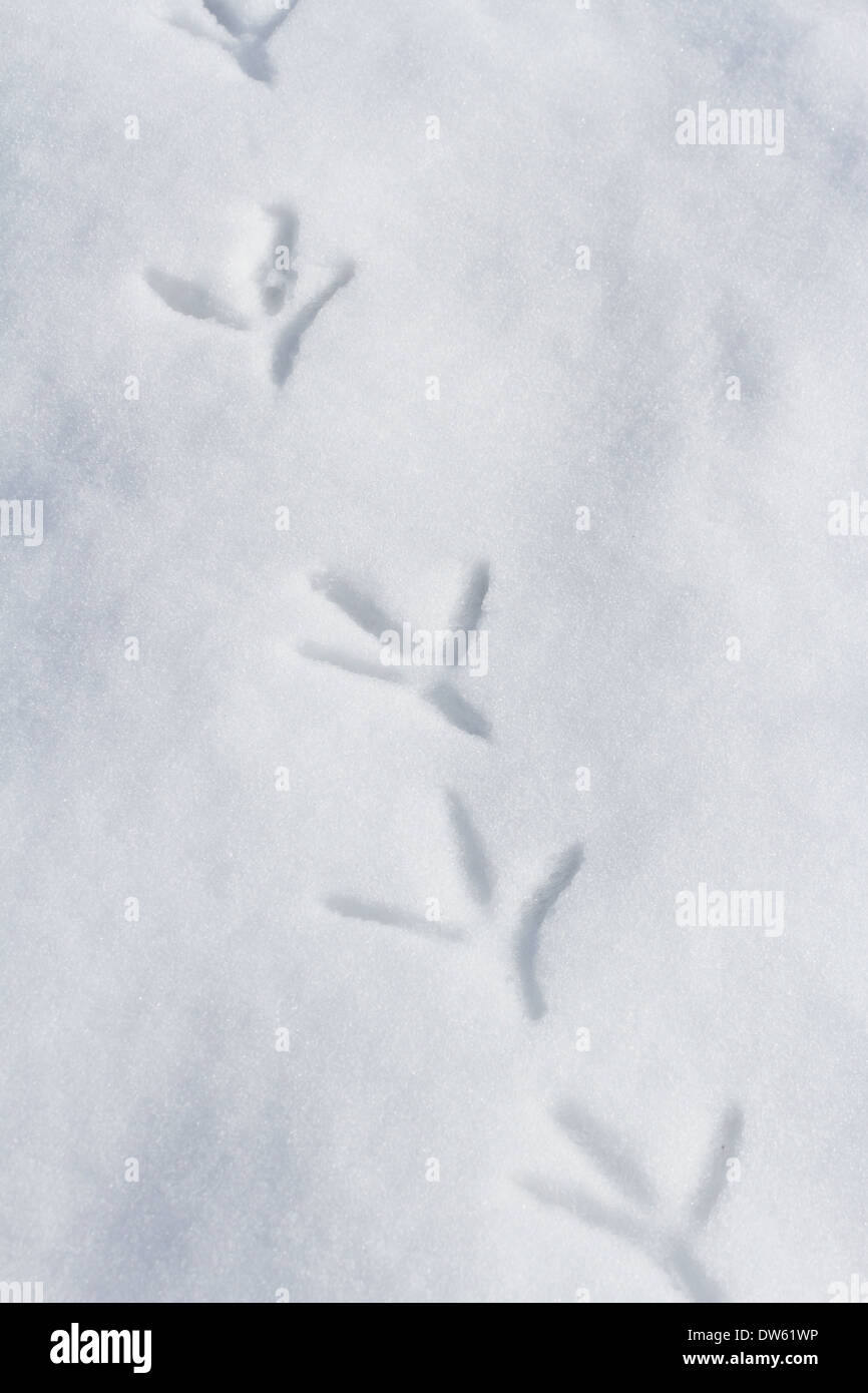 Footprint di uccelli sulla massa di neve Foto Stock