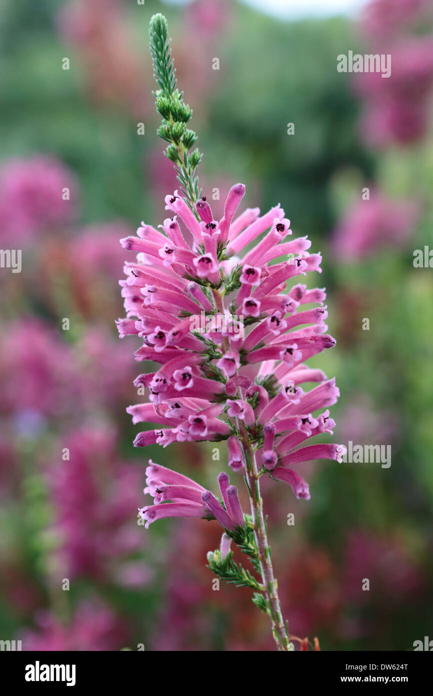 Erica verticillata in fioritura, una specie di erica che è estinto nel selvaggio Foto Stock