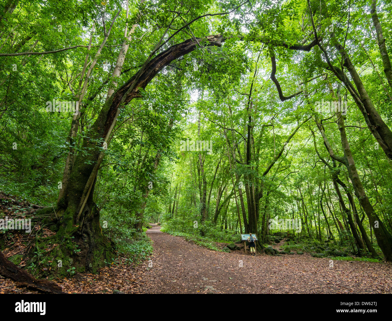 Una femmina di escursioni turistiche su un sentiero nella foresta laurel di Los mattonelle / Los Tilos sull'isola delle Canarie di La Palma Foto Stock