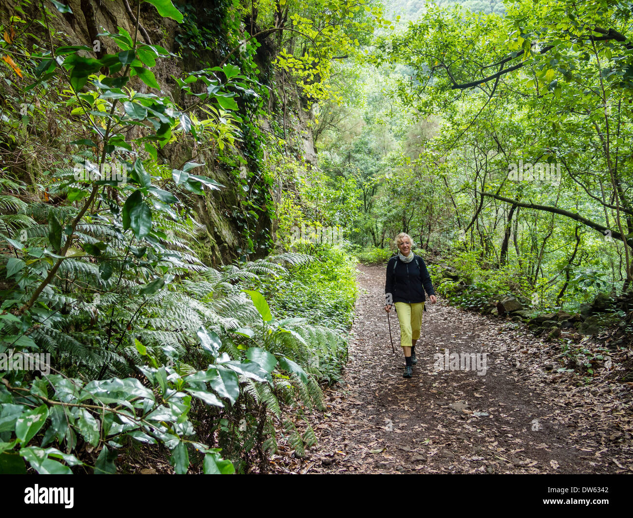 Una femmina di escursioni turistiche su un sentiero nella foresta laurel di Los mattonelle / Los Tilos sull'isola delle Canarie di La Palma Foto Stock