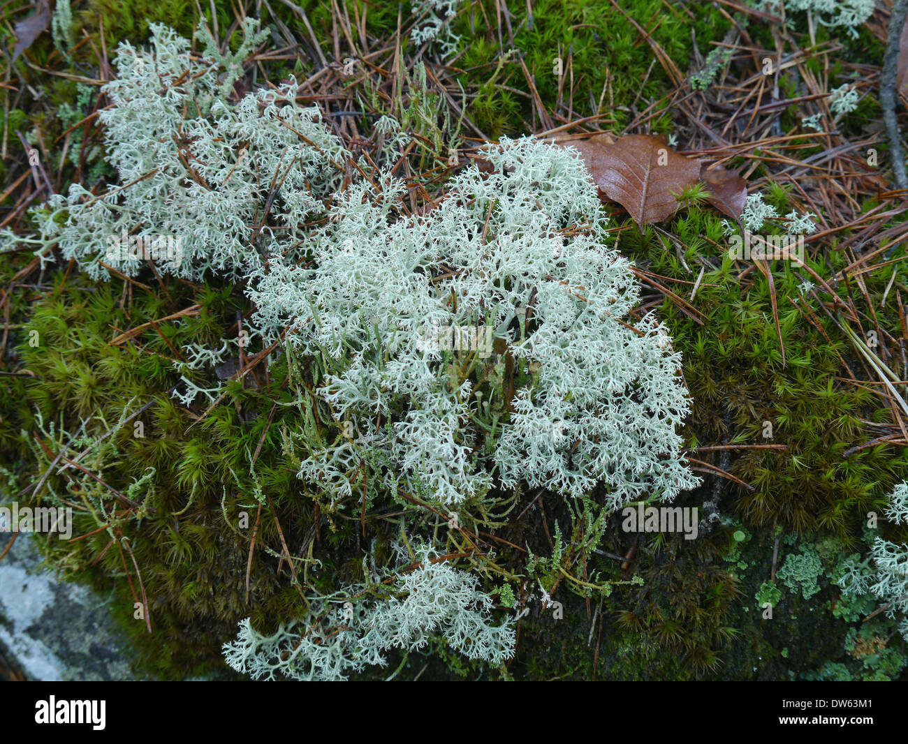 Licheni delle renne su un terreno forestale Foto Stock