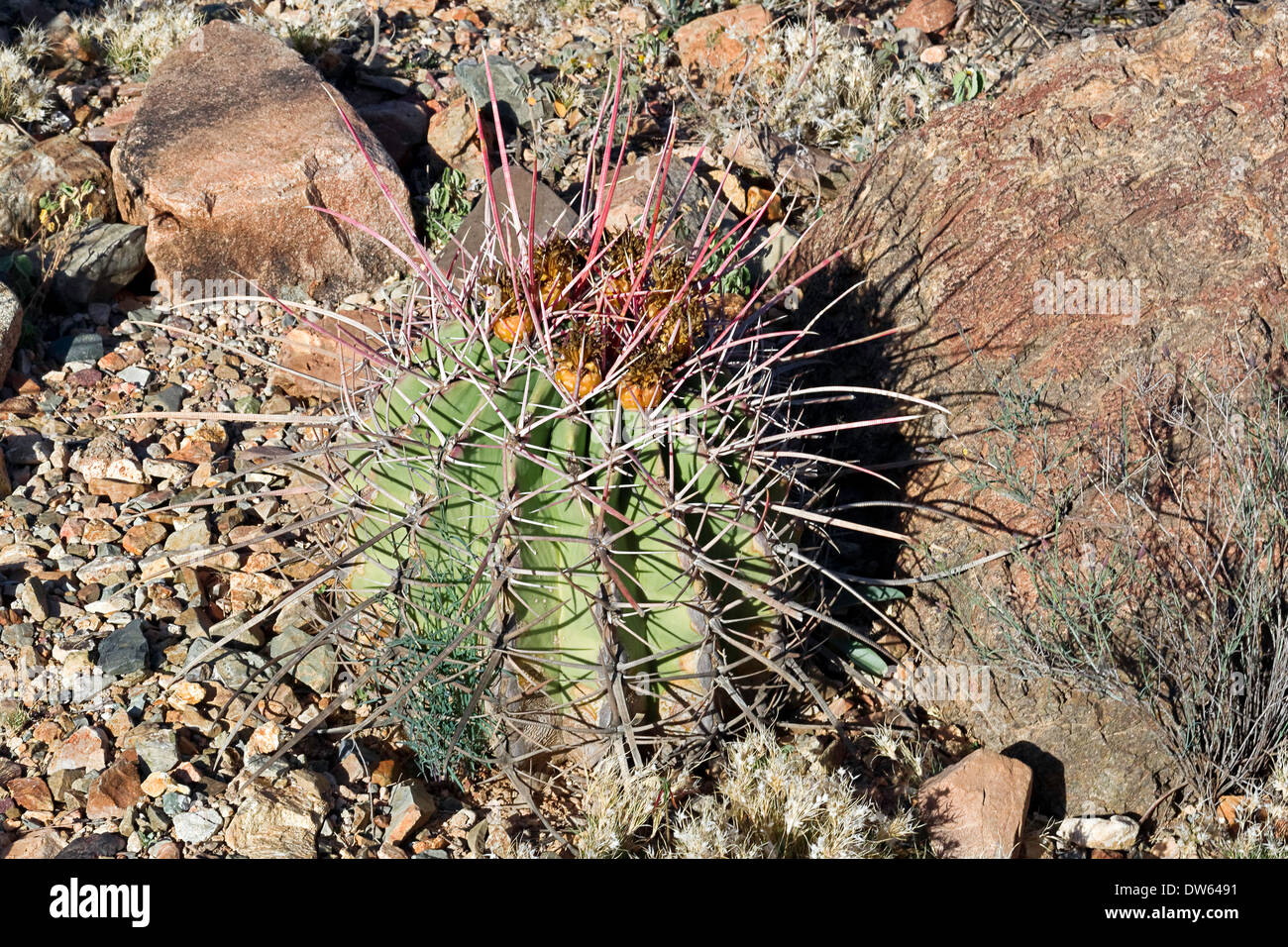Canna Straight-Spined Cactus (Ferocactus rectispinus) Foto Stock