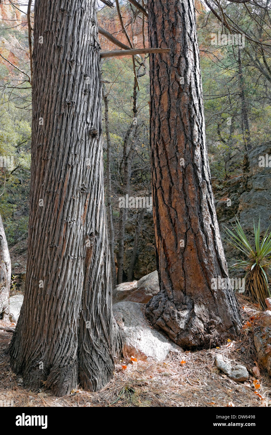 Crescita di vecchi alberi, Arizona cipressi e Ponderosa Pine, crescere in canyon vicino a portale, Arizona Foto Stock