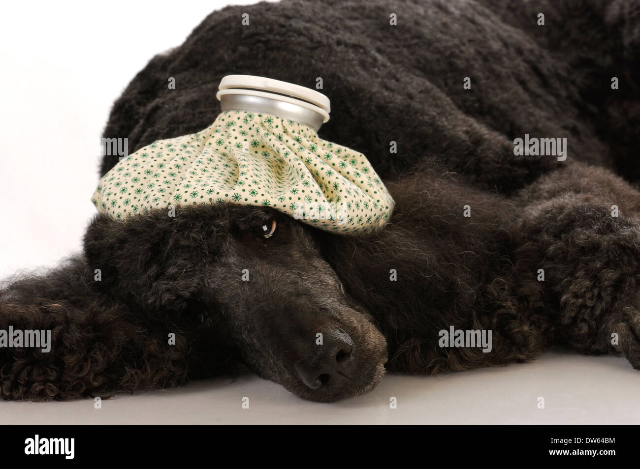 Malati - cane barboncino standard con una bottiglia d'acqua sulla testa Foto Stock