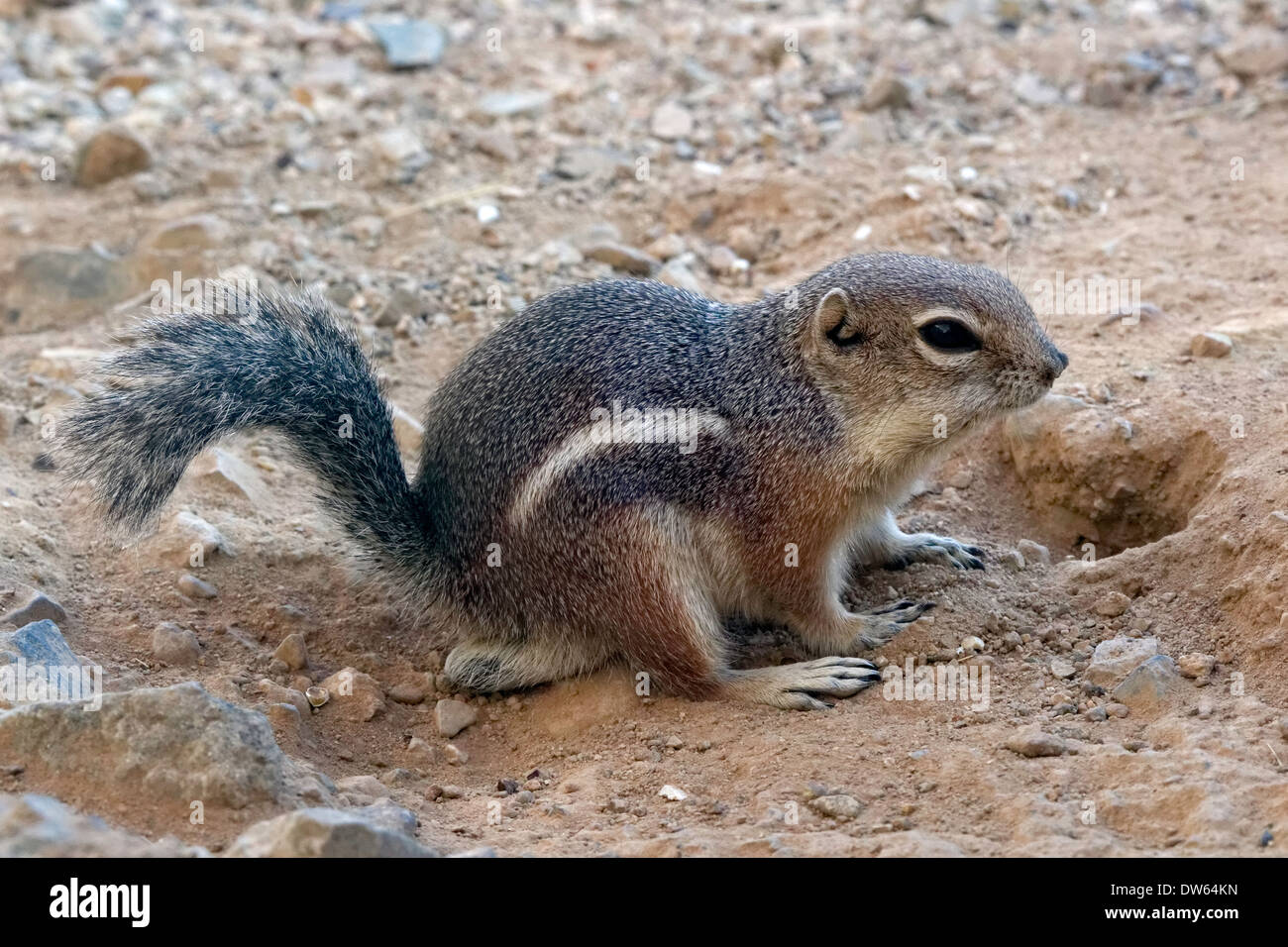 Harris' antilope Scoiattolo di terra (Ammospermophilus harrisii), Arizona Foto Stock