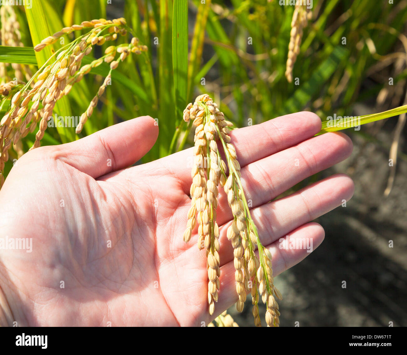Agricoltore mano pronto a ricevere il riso maturo.stagione di raccolto Foto Stock