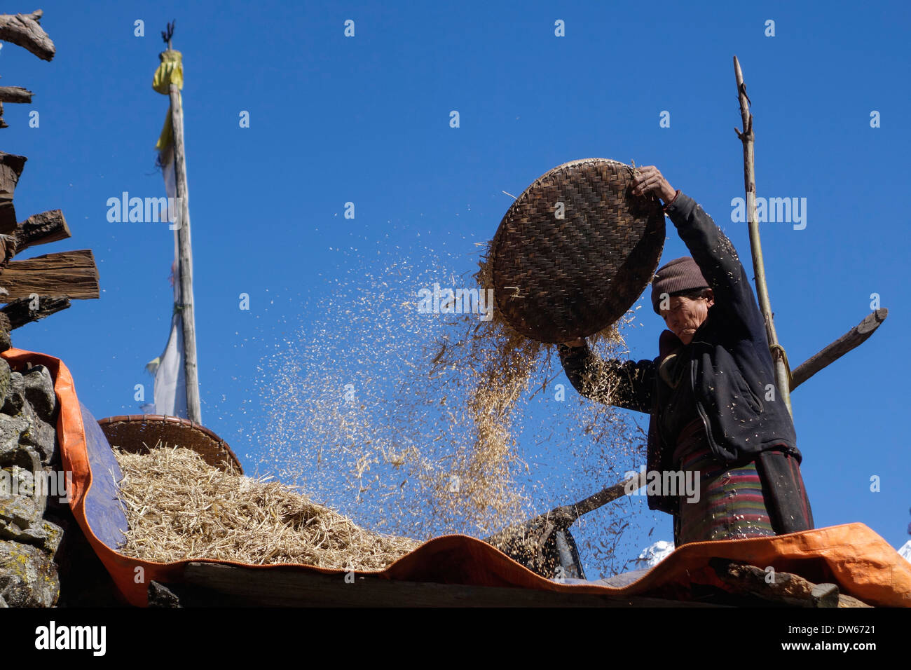Donna setacciatura di grano nella valle Tsum, Nepal. Foto Stock