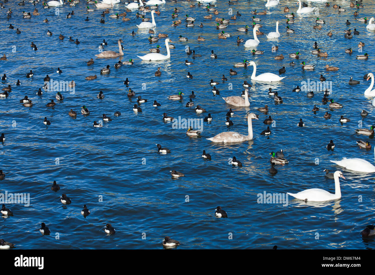 Sfondo naturale con gli uccelli acquatici sull'acqua Foto Stock