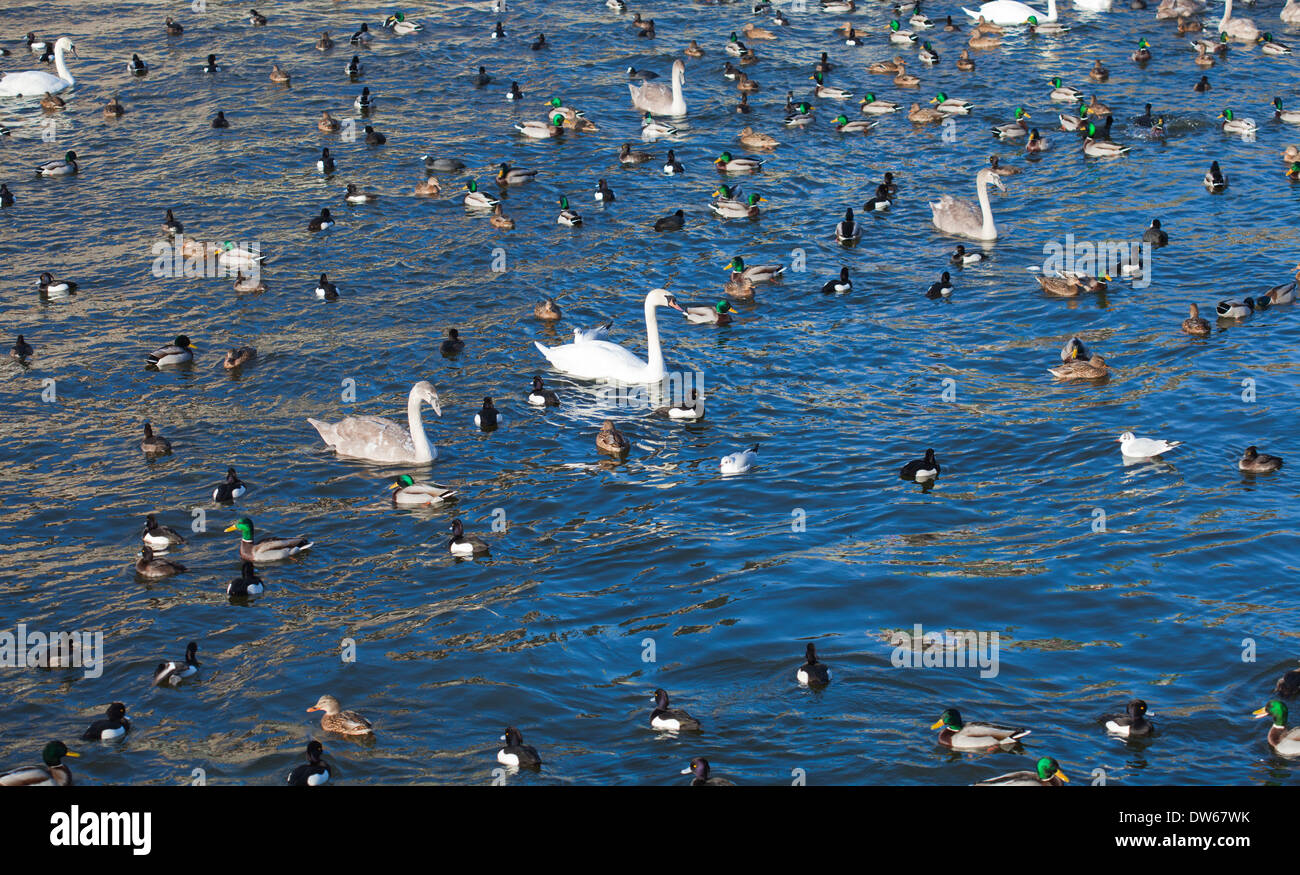 Sfondo naturale con gli uccelli acquatici sull'acqua Foto Stock