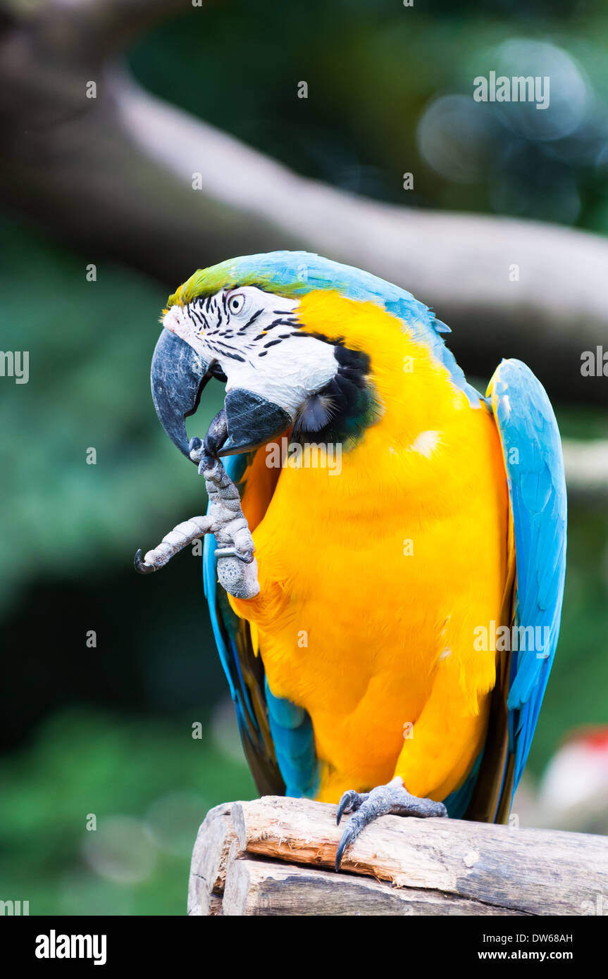 Blu e Giallo macaw a Jurong Bird Park a Singapore. Foto Stock