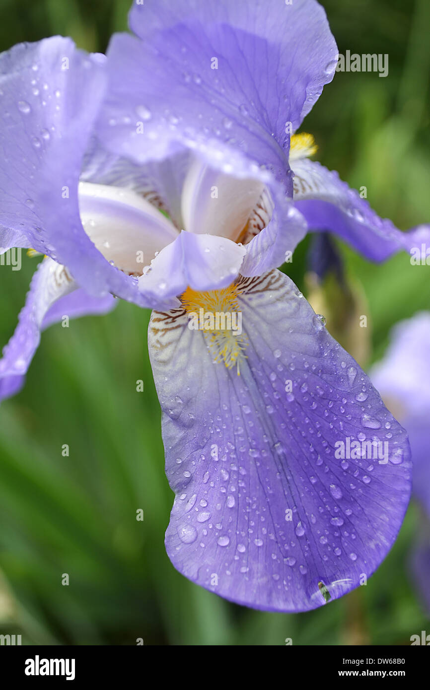 Fotografia di close-up di fiori di iris Foto Stock