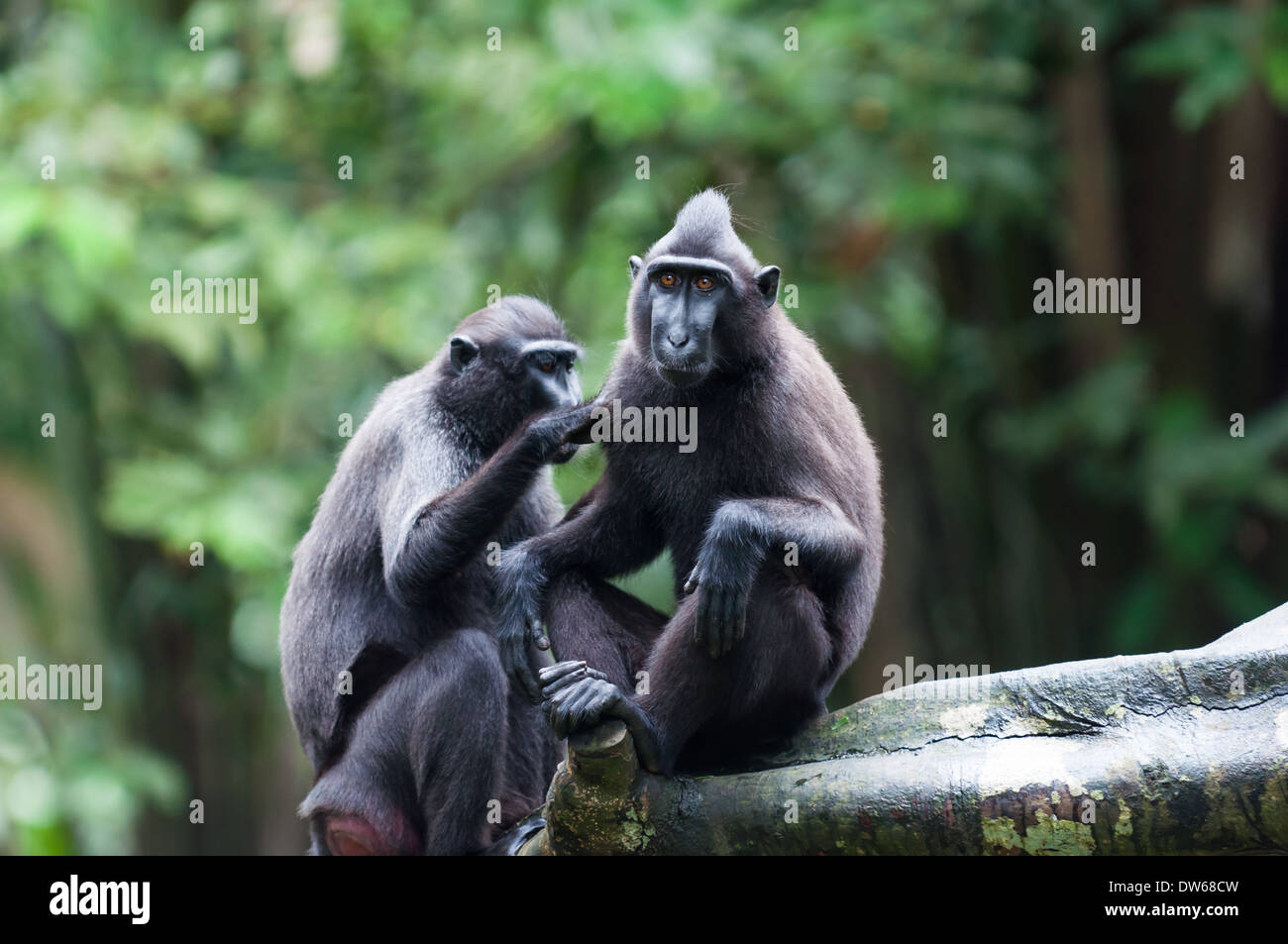 Sulawesi macaco crestato (macaca niger) al Singapore Zoo. Foto Stock