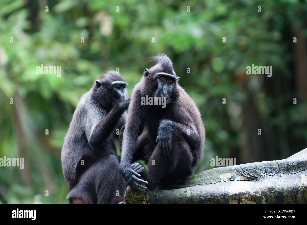 Sulawesi macaco crestato (macaca niger) al Singapore Zoo. Foto Stock