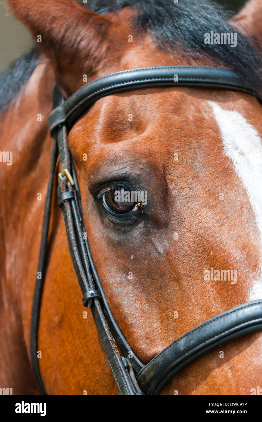 Un cavallo con una briglia sopra la sua testa. Foto Stock