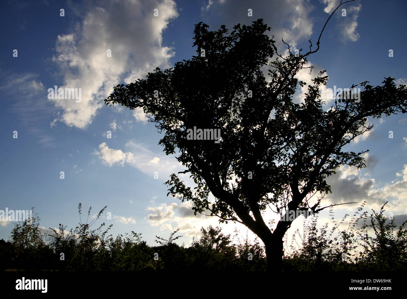 Singoli alberi prima che il cielo di sera nel Taunus Foto Stock