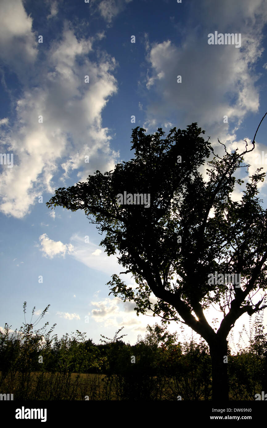 Singoli alberi prima che il cielo di sera nel Taunus Foto Stock