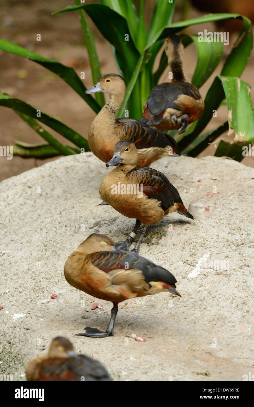 Bella Whistling-Duck minore (Dendrocygna javanica) in appoggio sull'acqua Foto Stock