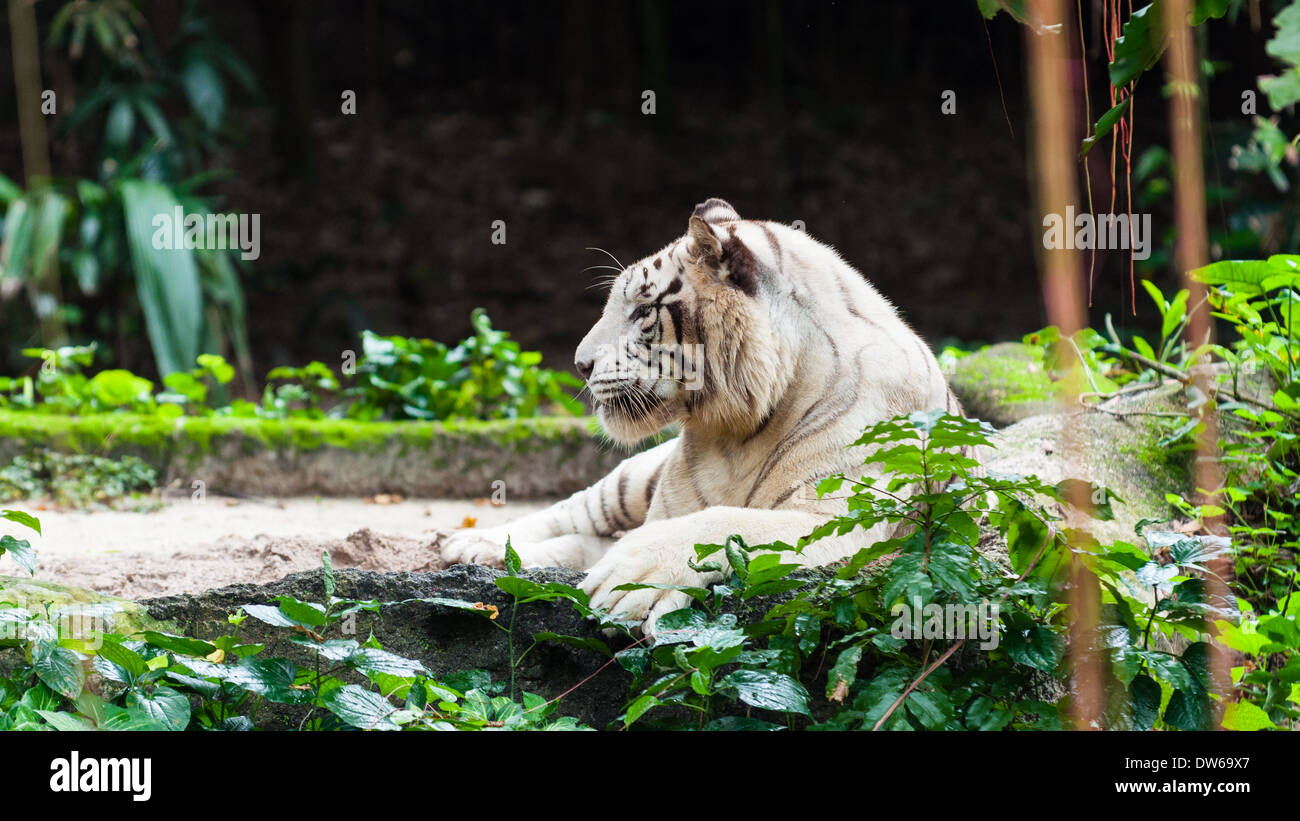 Tigre bianca del Bengala a Singapore Zoo. Foto Stock