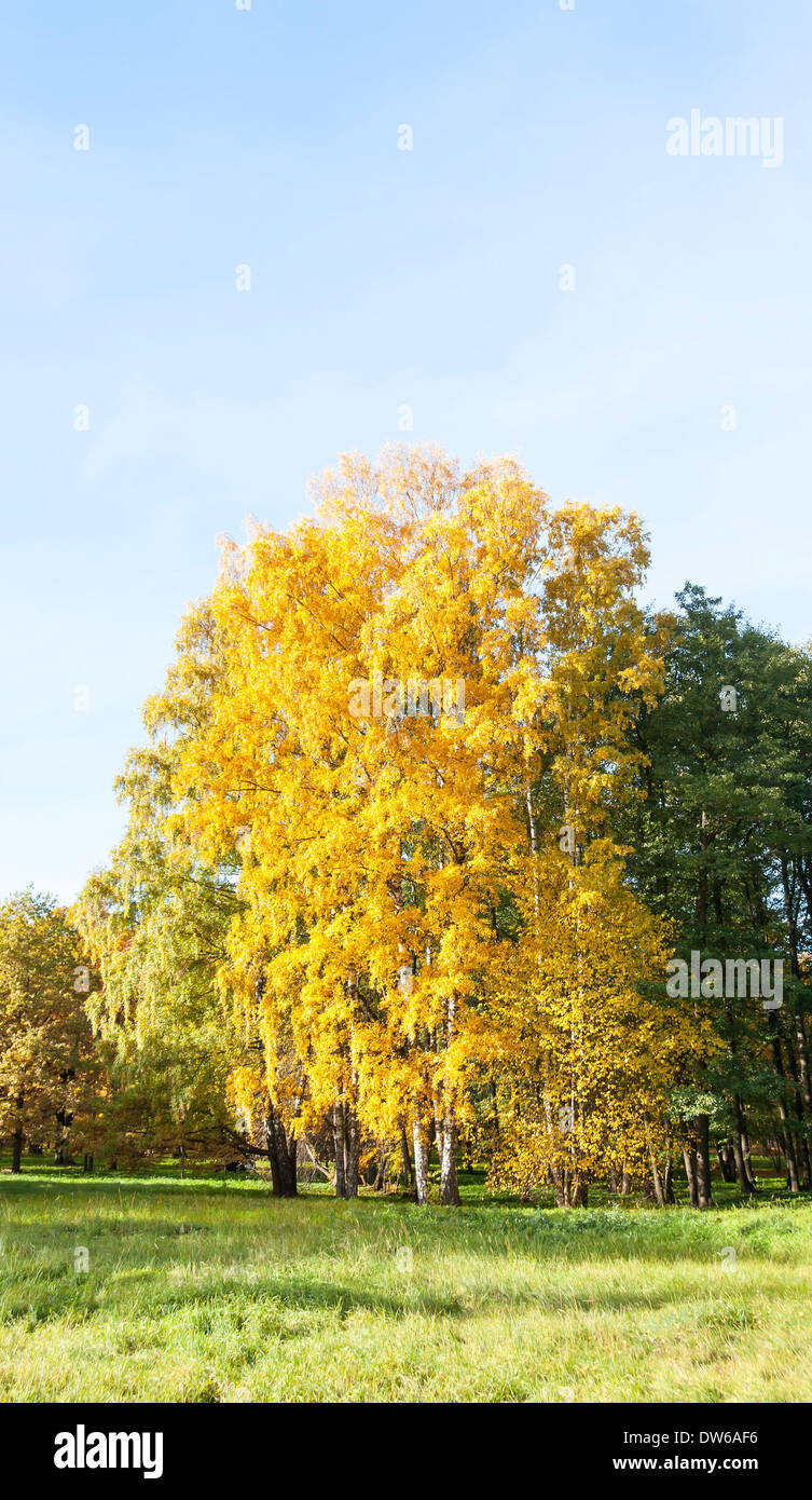 Grandi alberi colorati con foglie di giallo in autunno Foto Stock
