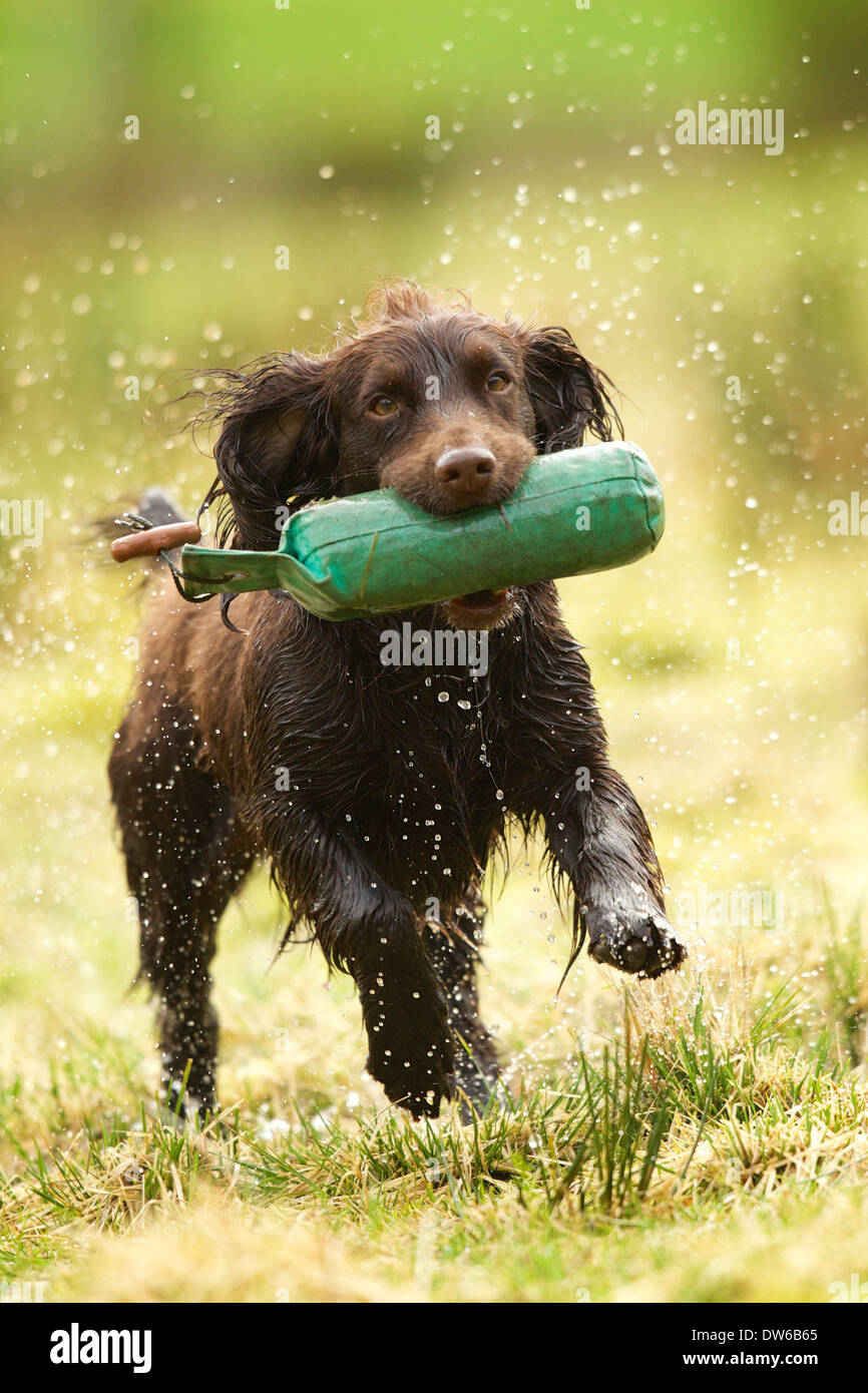 Lavorando cocker spaniel cane formazione recupero manichino dal terreno bagnato Foto Stock