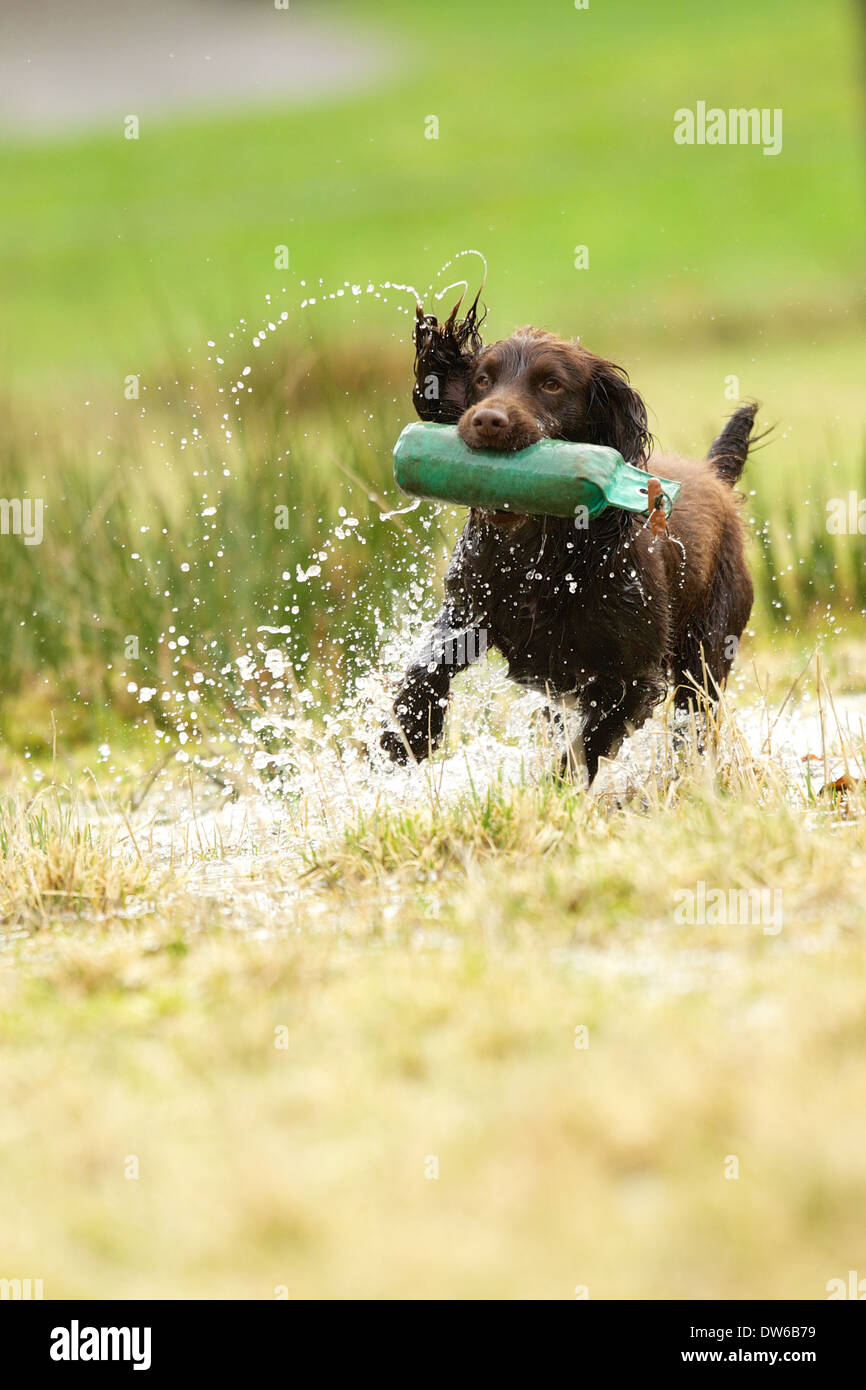 Lavorando cocker spaniel cane il recupero di un manichino di formazione dal terreno bagnato Foto Stock