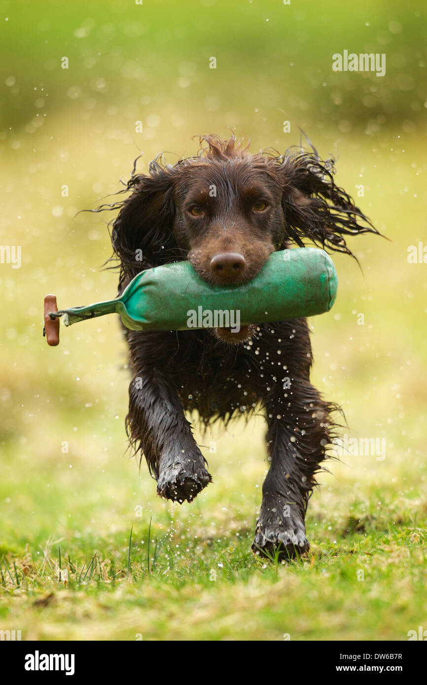 Lavorando cocker spaniel cane il recupero di un manichino di formazione in un giorno di pioggia Foto Stock