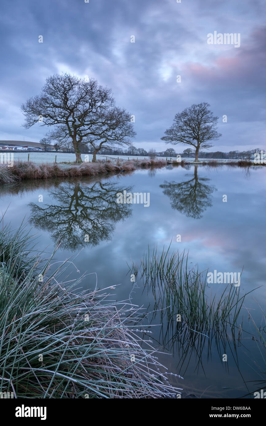 Gelido inverno mattina accanto ad un laghetto rurale, Morchard Road, Devon, Inghilterra. Inverno (gennaio) 2014. Foto Stock