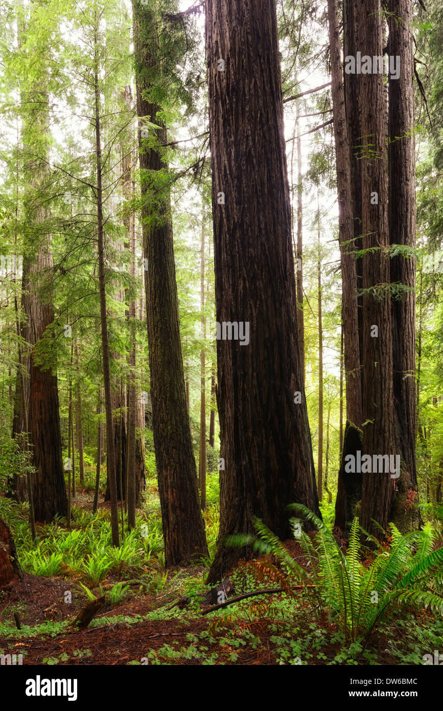 Il Redwood torreggianti alberi ad albero tronco del norte Redwoods Costiere foresta densa fioritura di crescita sunrise candelette Foto Stock