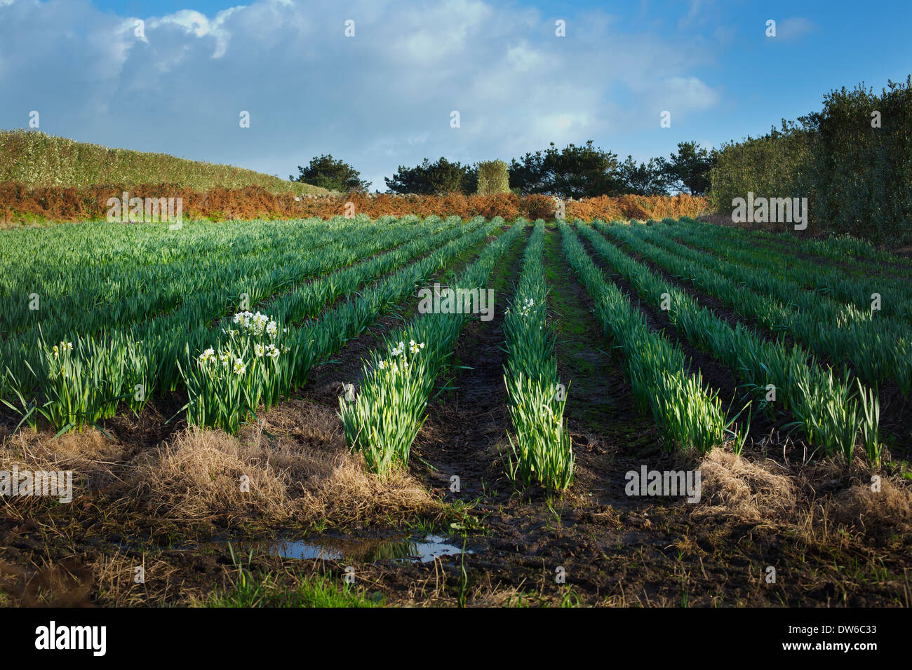 Narcissus daffodil campo su St Marys,Isole Scilly Foto Stock Narcissus daffodil campo su St Marys,Isole Scilly Foto Stock
