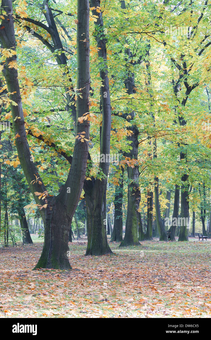 Vecchie querce rosse in autunno Quercus rubra Foto Stock