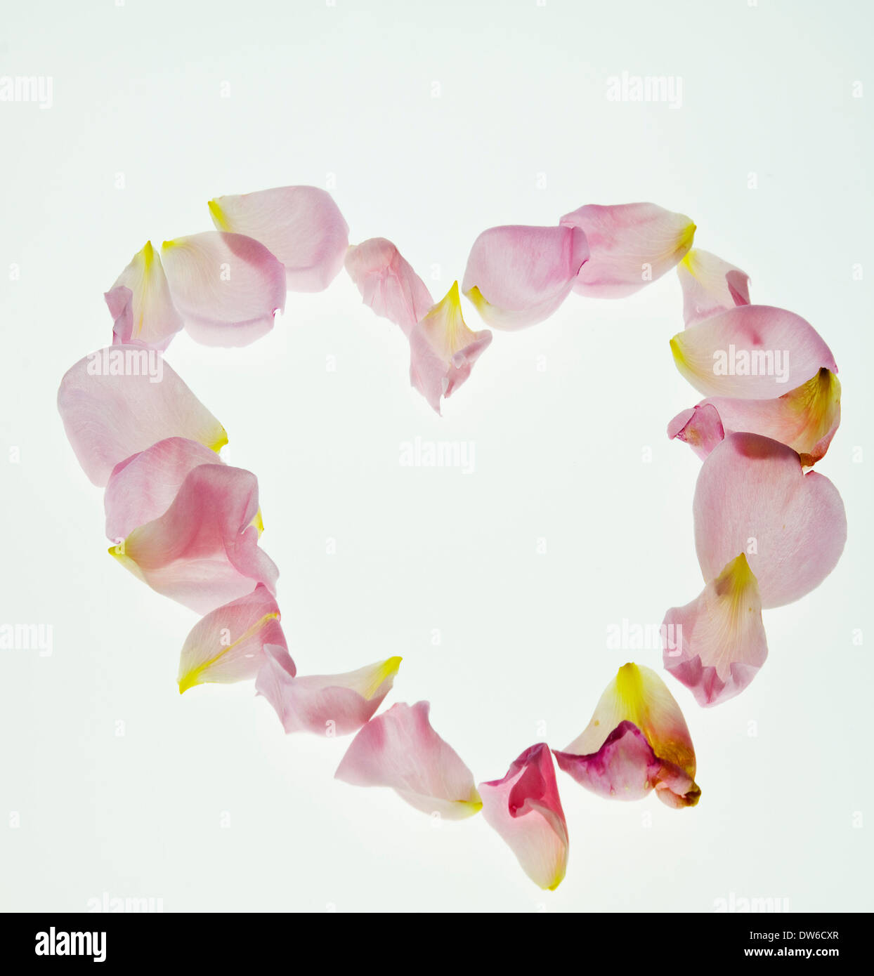 Petali di fiore a forma di cuore, Foto Stock