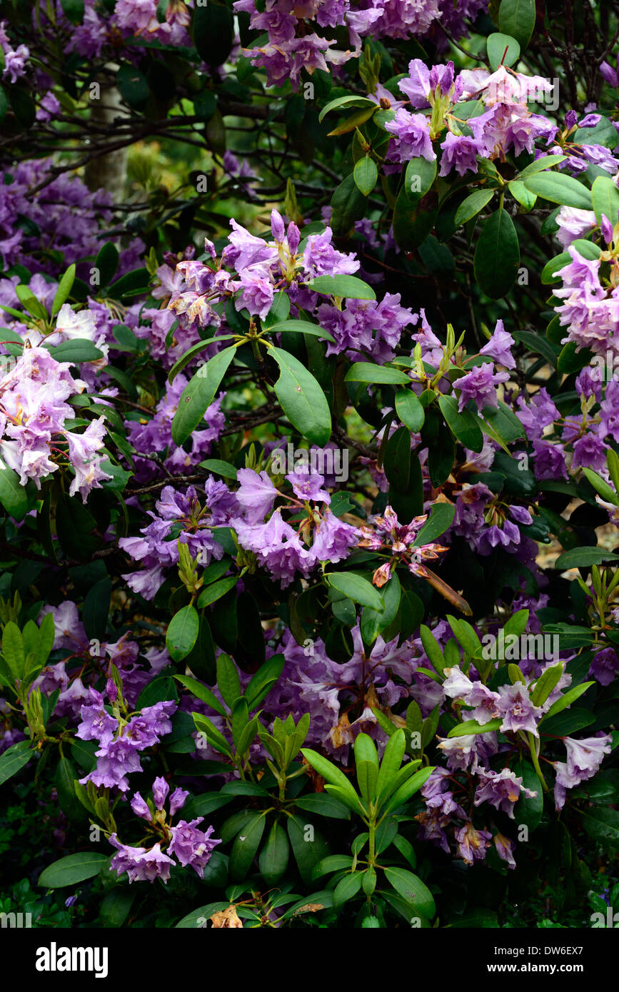 Rhododendron fastuosum flore pleno fiori viola fiore fioritura evergreen foglie verdi fronde di alberi ad albero Foto Stock