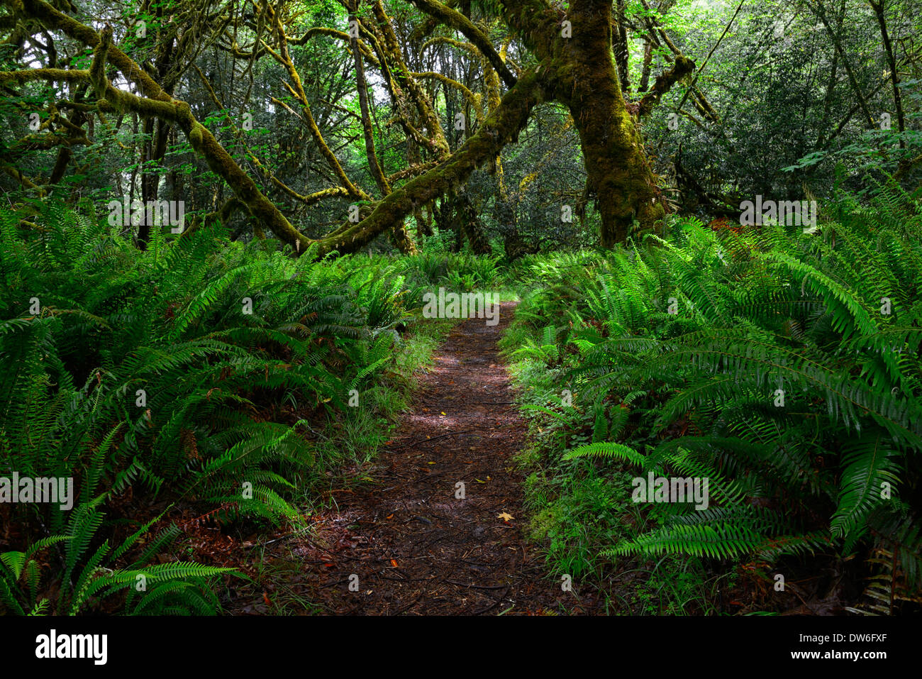 Sentiero sottobosco forest floor Del Norte coast redwood State Park spada fern polystichum munitum oxalis oregana Redwoods Costiere Foto Stock