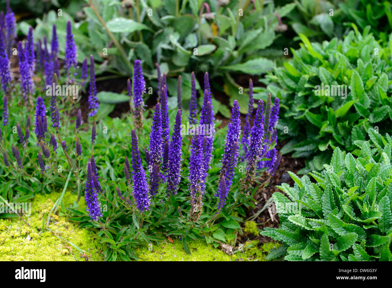 Veronica spicata blue fox Spike Speedwell perenne blu fiore fiori spike picchi guglia di guglie di piante erbacee Foto Stock
