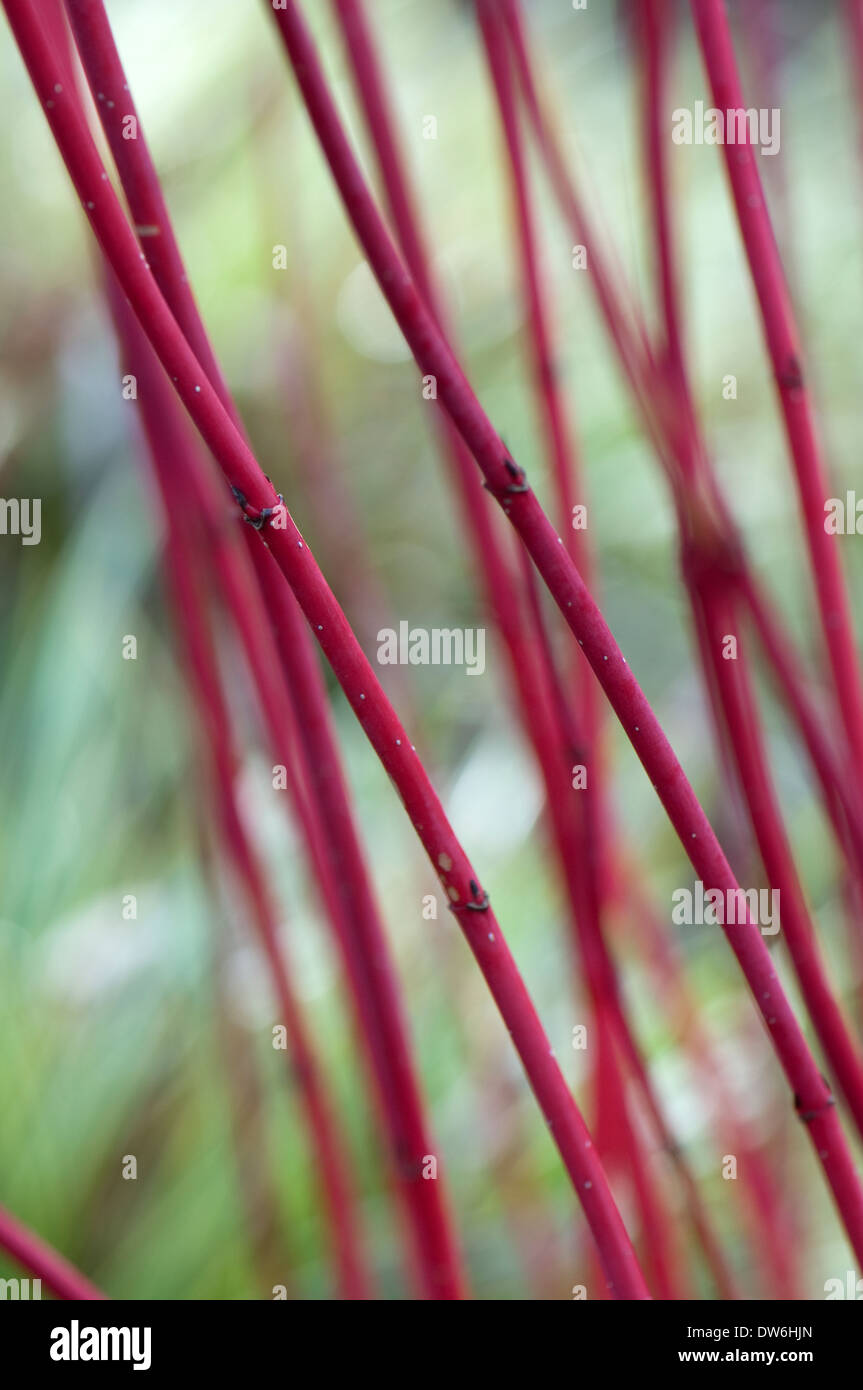 Close up di Cornus alba 'Sibirica' degli steli. Sir Harold Hilliers giardini, Hamsphire. Foto Stock