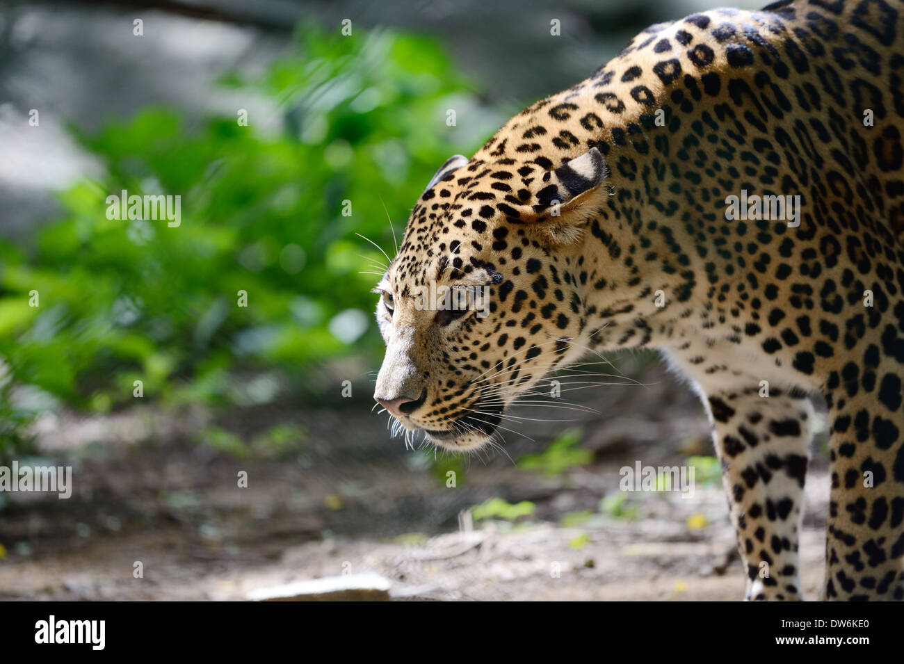 In Leopard banergatta zoo di Bangalore Foto Stock
