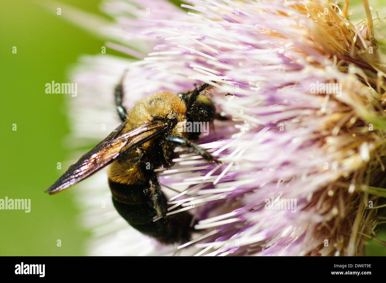 Close up di un giallo e nero miele delle api in un viola fiore di cardo Foto Stock