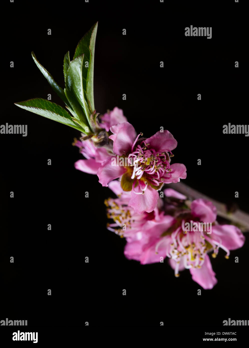 Scegliere pesco fiori in un frutteto di pesche vicino a Marysville, California. Foto Stock