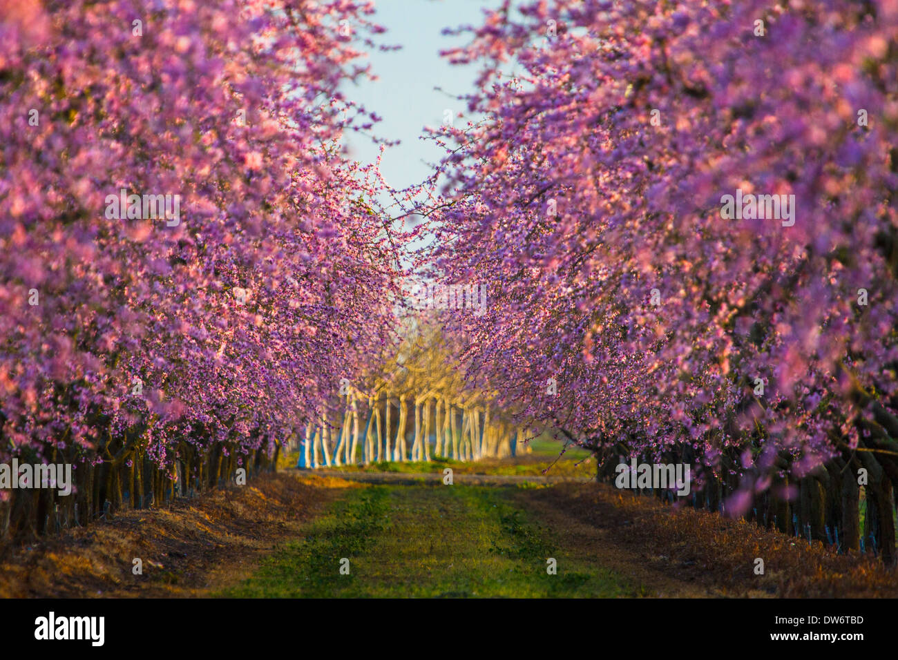 Pesche frutteti in fiore nei pressi di Marysville, California. Foto Stock