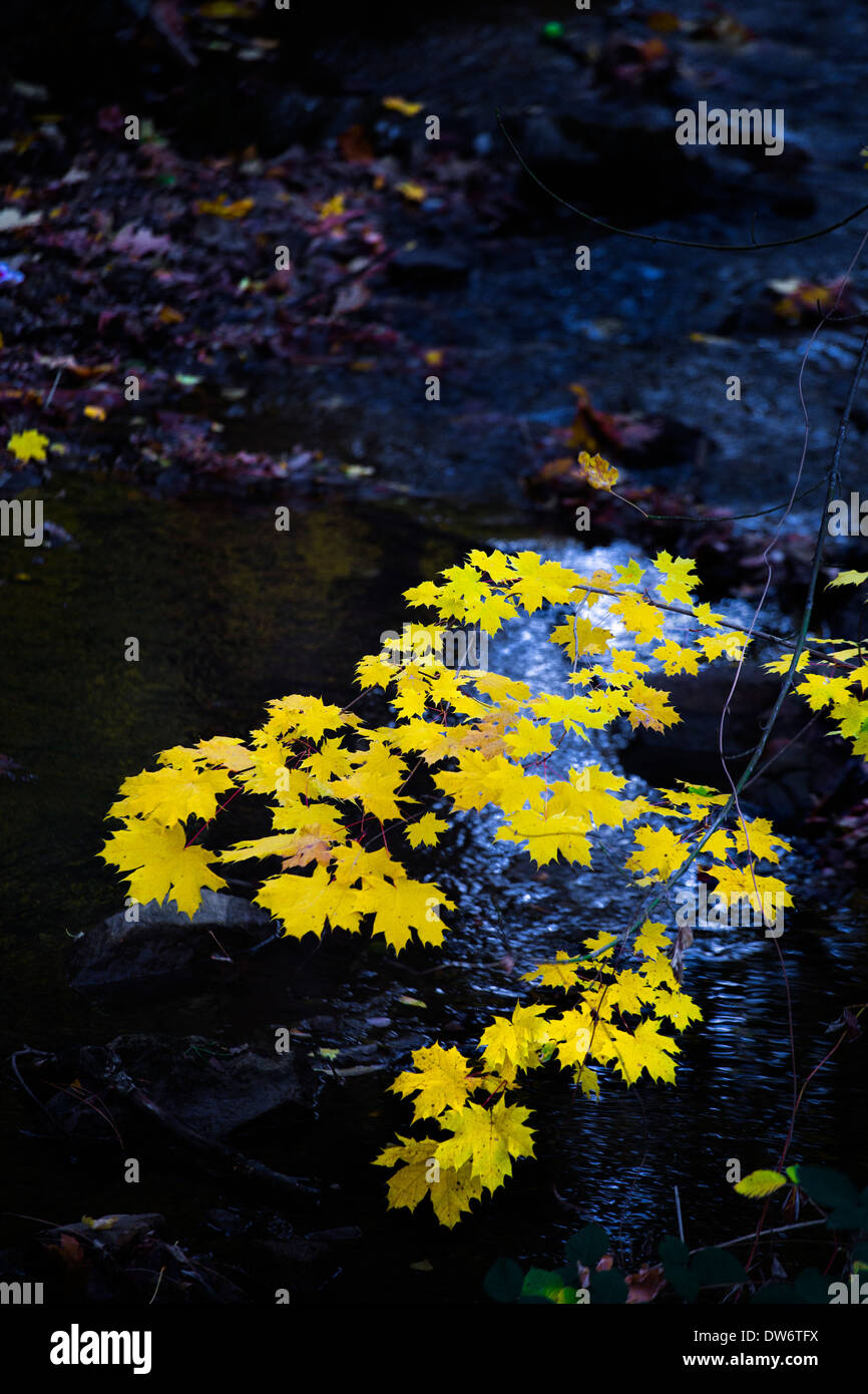 I colori dell'autunno in Nevada City, California. Foto Stock