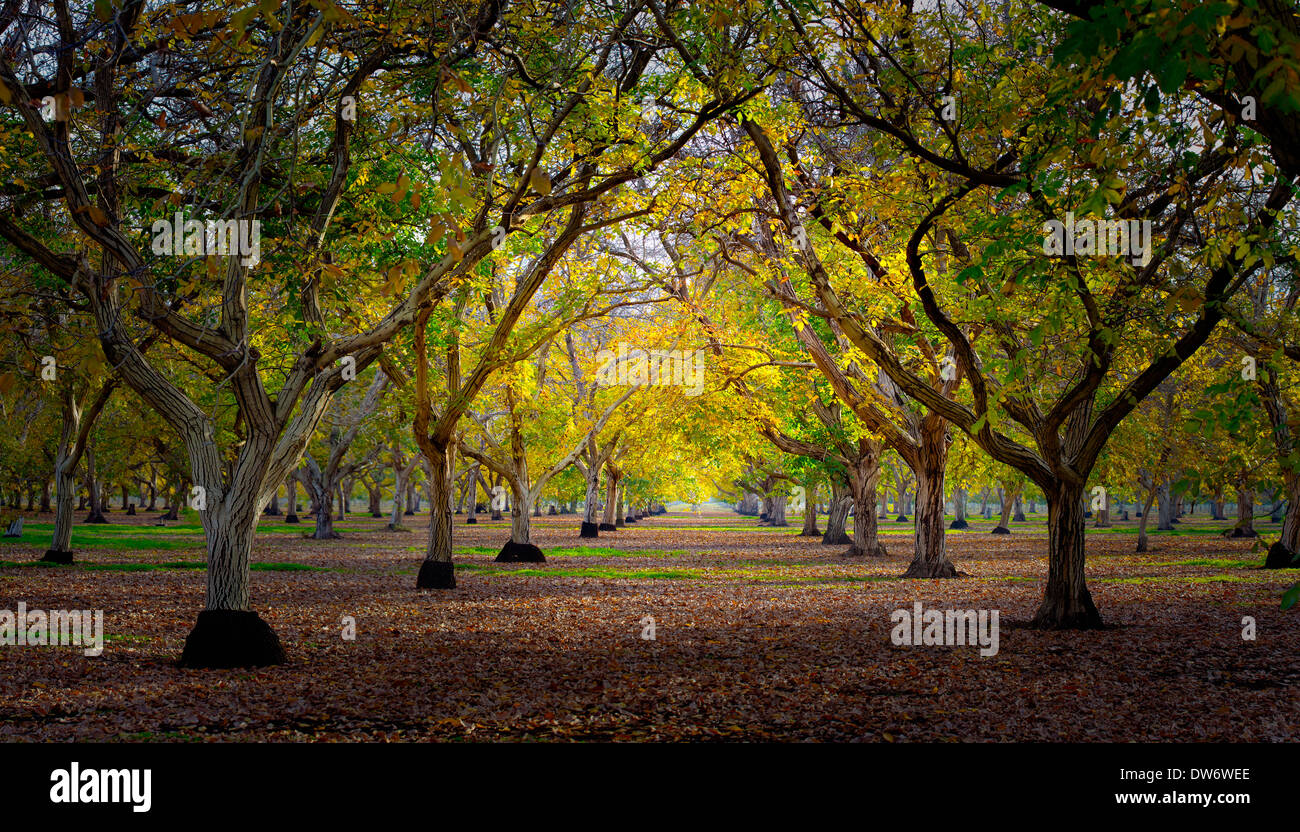 Il frutteto di noce in autunno, nei pressi di Chico, California. Foto Stock