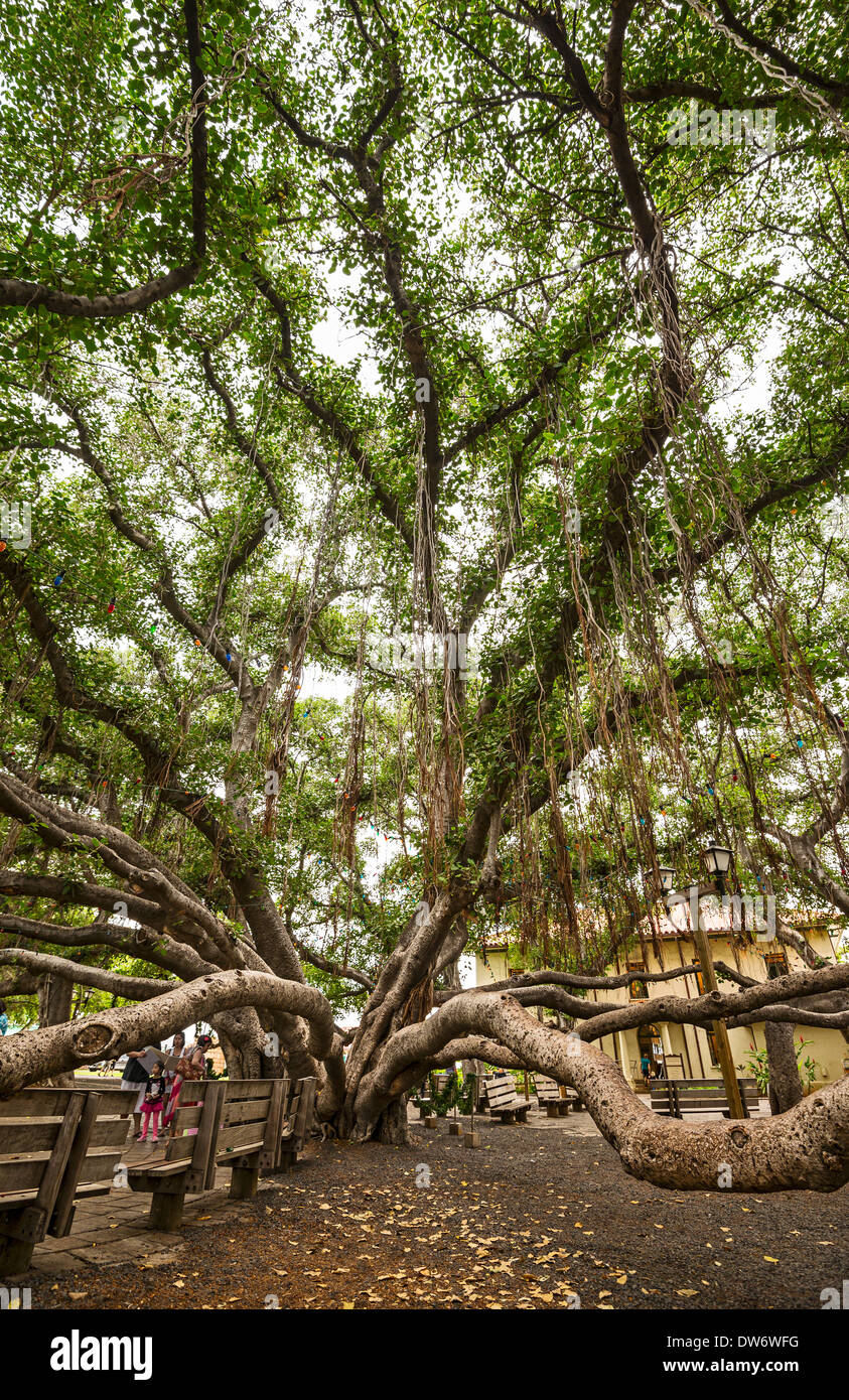 Banyan Tree Park a Maui, Hawaii. Foto Stock