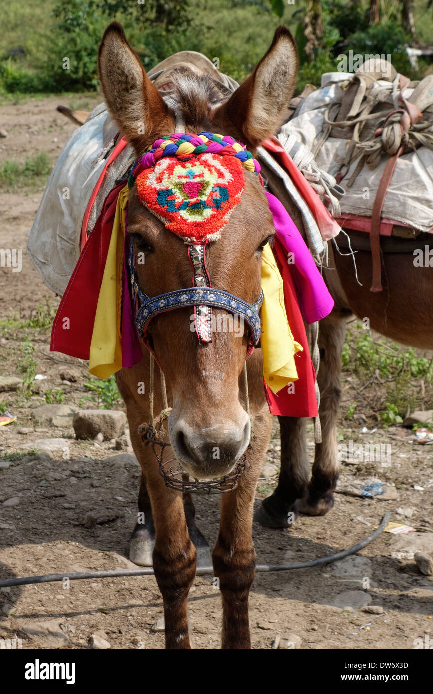 Decorate pack animali su un sentiero nella regione di Manaslu del Nepal. Foto Stock