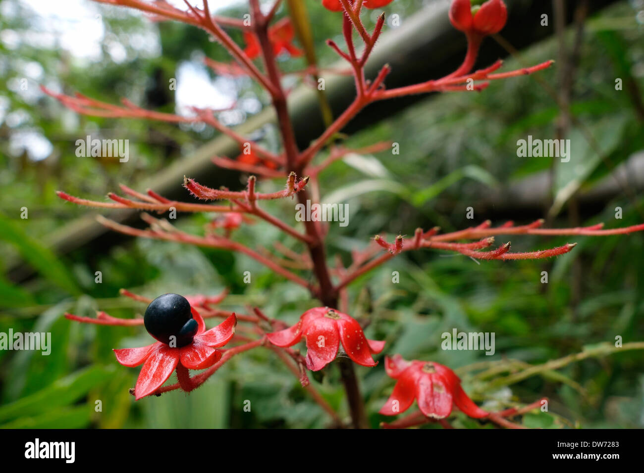 Pianta nella foresta di Chiang Dao montagna, Thailandia. Foto Stock