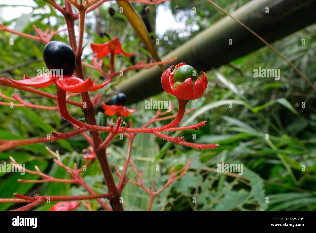 Pianta nella foresta di Chiang Dao montagna, Thailandia. Foto Stock