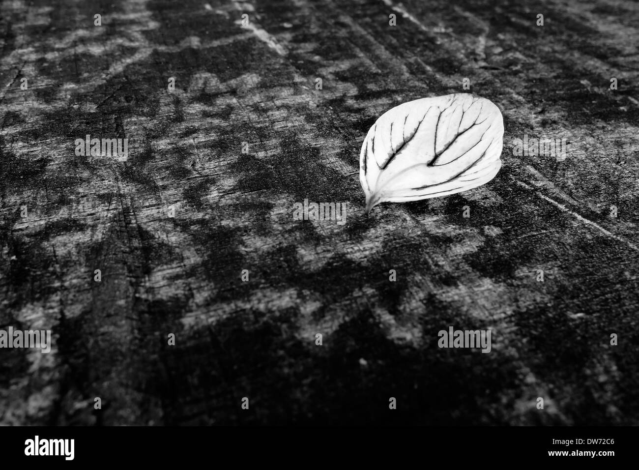 Foglie su un tavolo esterno nel nord della Thailandia. Foto Stock