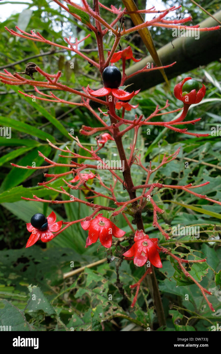 Pianta nella foresta di Chiang Dao montagna, Thailandia. Foto Stock