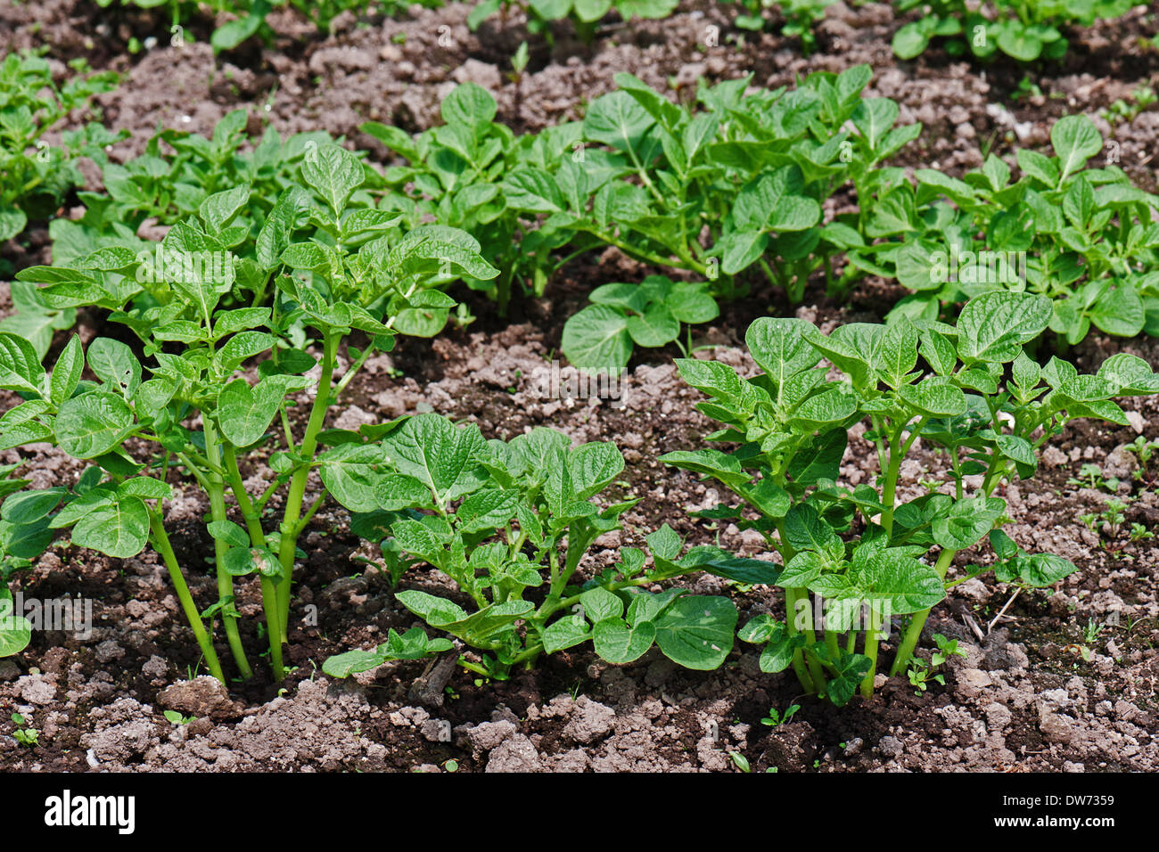 Righe di crescita verde pianta di patata in campo. Primo piano. Foto Stock